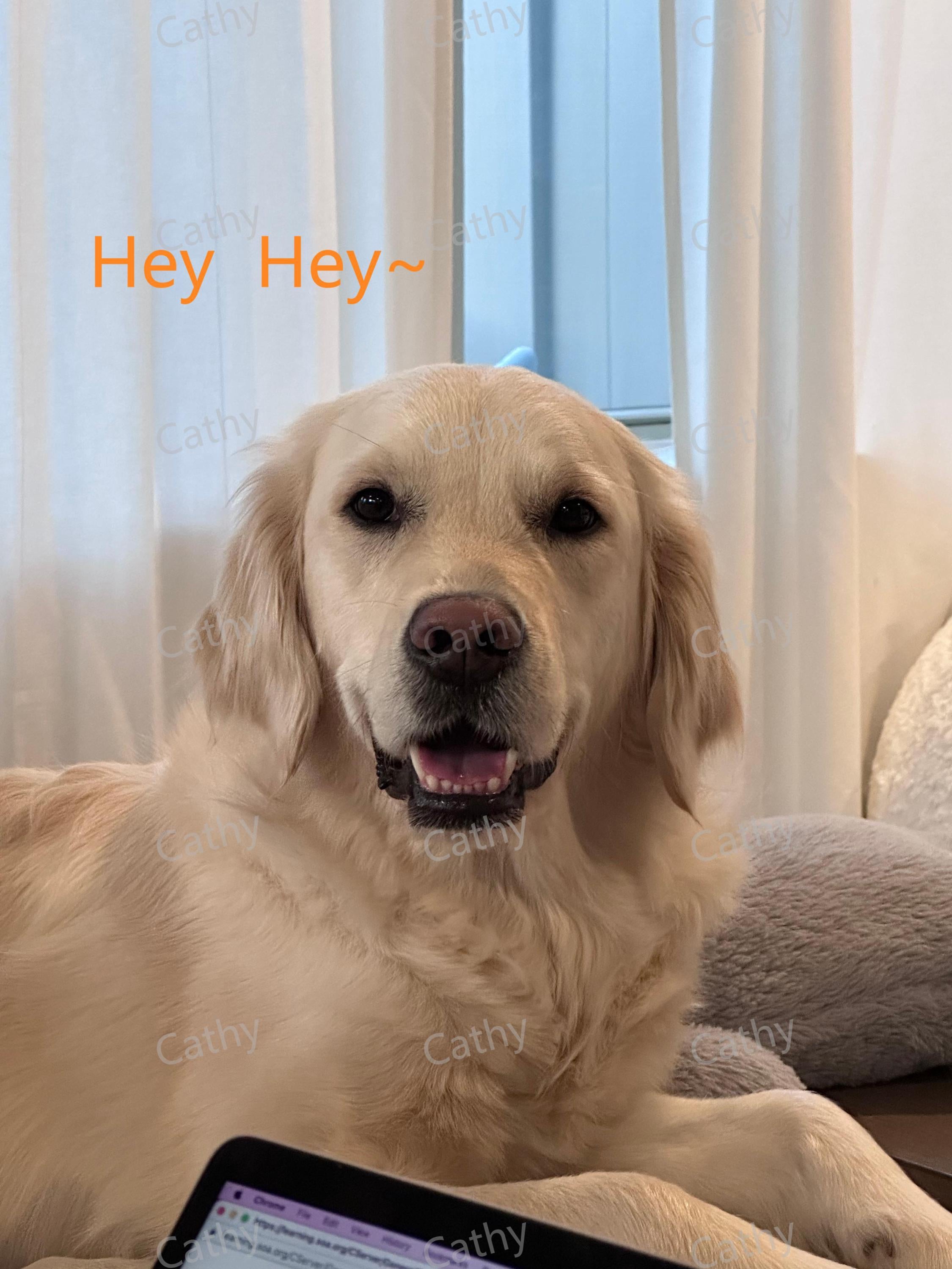 Golden Retriever Wall Art • 3D Pet Portrait in Ornate Frame • Custom Dog Lover Gift • Realistic Golden Retriever Home Decor