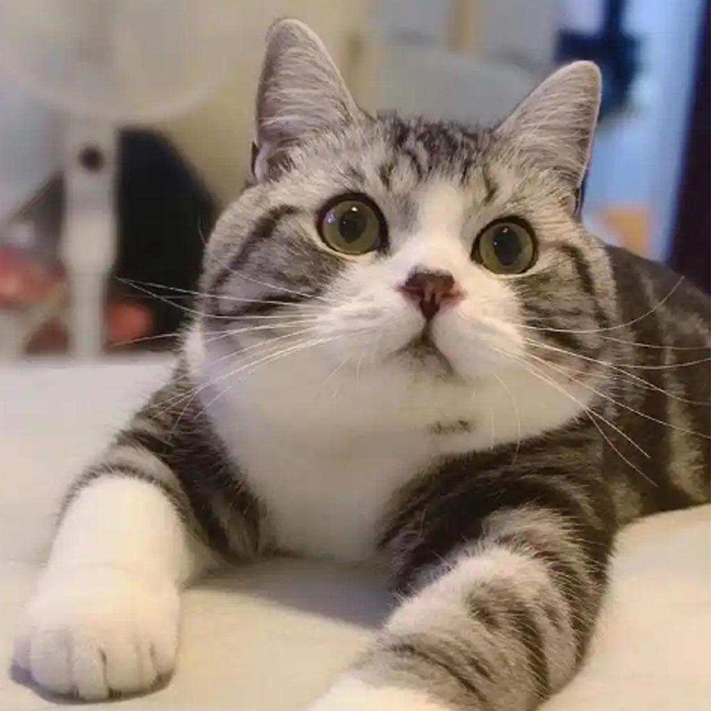 Custom Needle Felted Pomeranian Sculpture: 3D Pet Portrait in Gold Frame